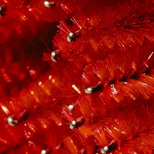 Brows; wax, tint, shape